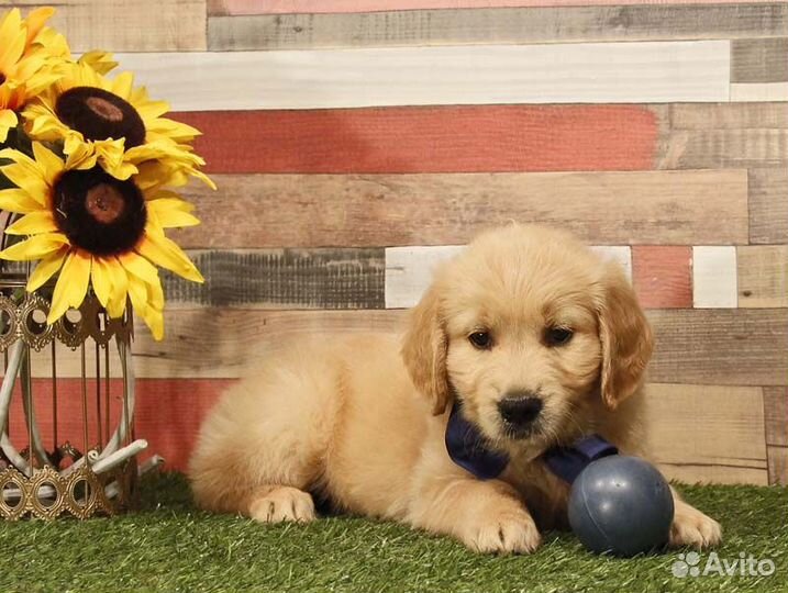 Щенки голден ретривера