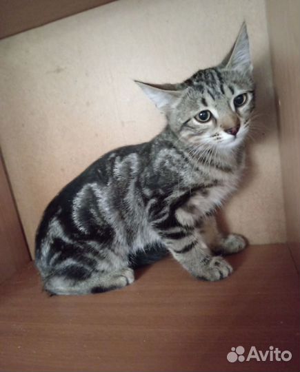 Котенок девочка 4 мес