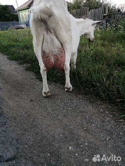 Зааненская дойная коза и козочка