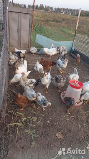 Куры молодки
