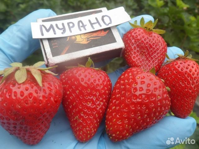 Клубника ремонтантная рассада в стаканчиках