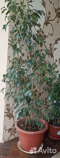 Фикус Бенджамина