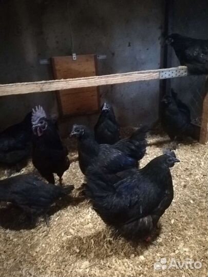 Яйцо инкубационное Маран ч/м, Ухейулюй,брама,нидер