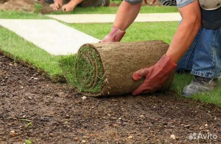 Рулонный газон от производителя