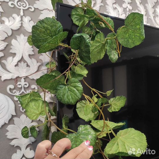 Цветок зелень