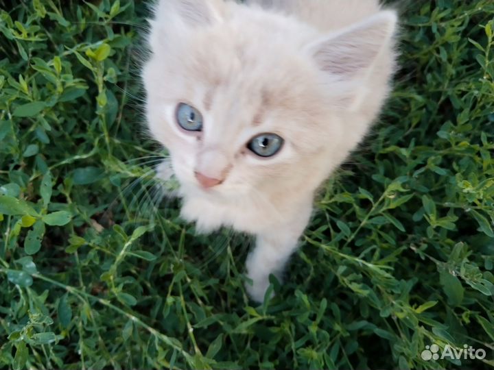 Котики от кошки- крысолова в хорошие руки