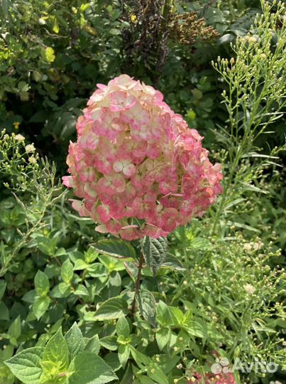 Гортензия метельчатая саженцы в контейнерах