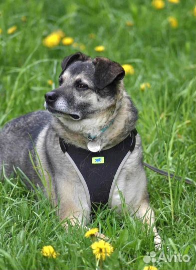 Степка ищет дом. Собака в добрые руки