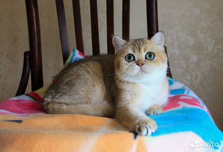 Золотая британка заводчикам