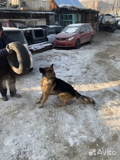 Продам щенков немецкой овчарки