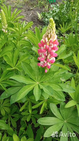 Цветы рассада