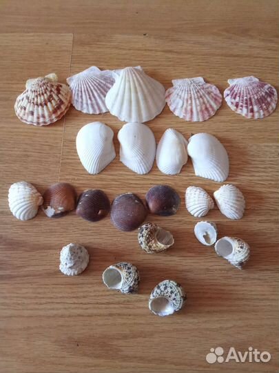 Ракушки для поделок