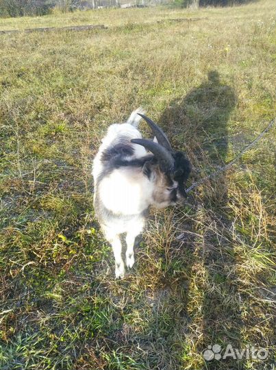 Молодой козел