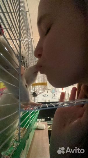 Крысы бесплатно