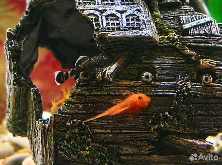 Анциструсы и Улитки Хелены