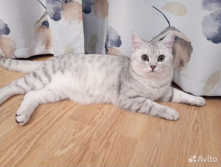 Британский котик на вязку
