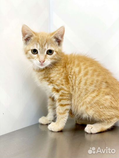 Солнышко (3 месяца) ищет дом