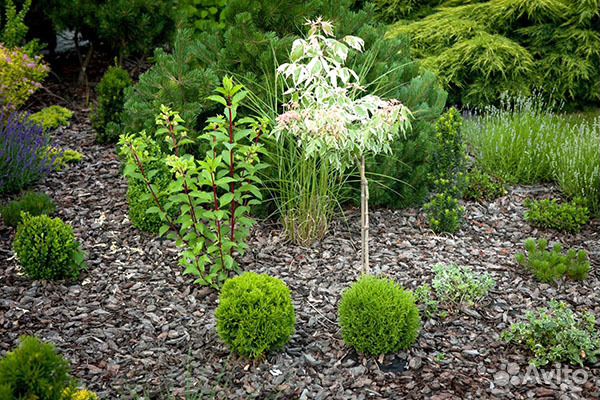 Туя западная Hoseri