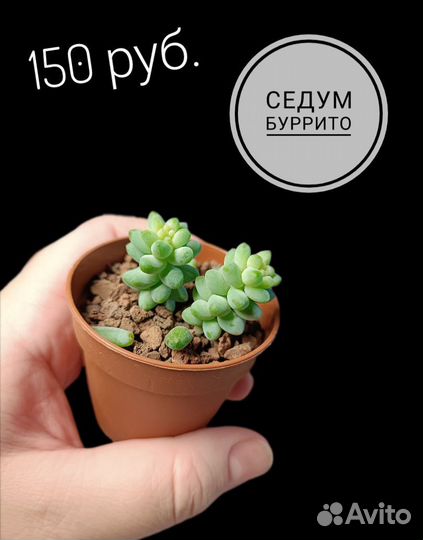 Суккуленты укорененные детки