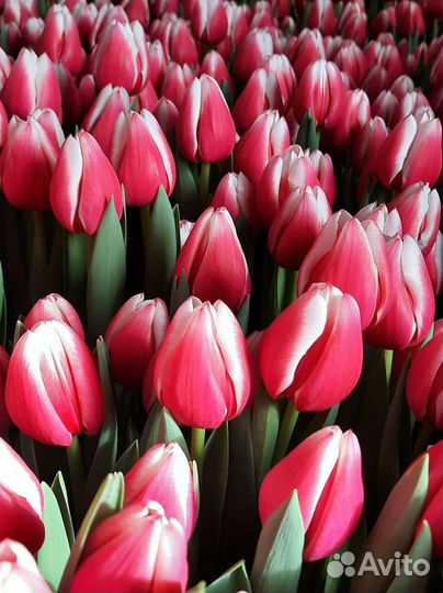 Тюльпаны опт, Брянск