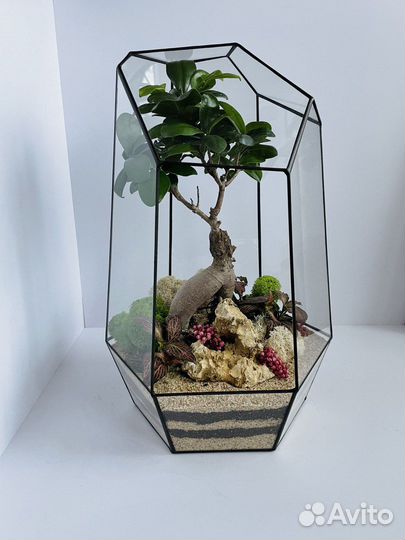 Подарок на день рождения. Флорариум. Бонсай