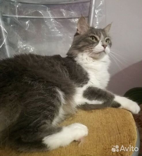 Кот в добрые руки, кастрированный