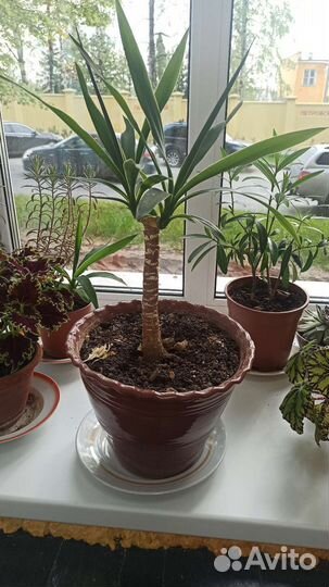 Юкка, Драцена