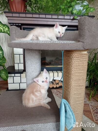 Шотландская