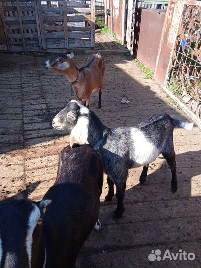75% нубийской породы + битал
