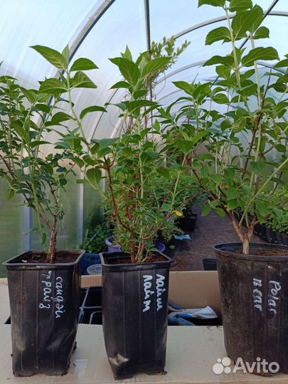 Гортензия метельчатая