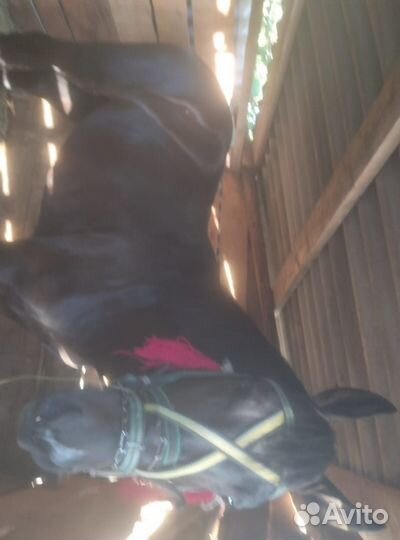 Продается жеребец породы кабардинец