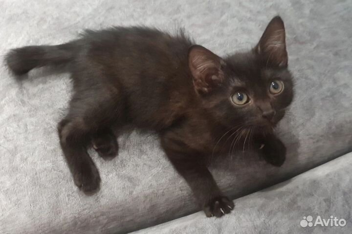 Которебенок в добрые руки