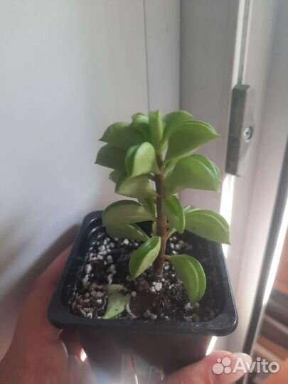 Пеперомия долотовидная и хавортия