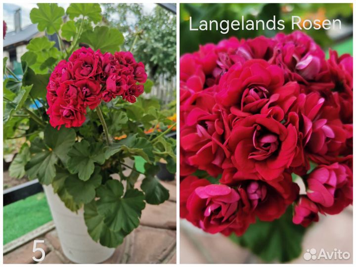 Пеларгонии сортовые