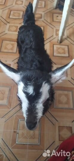 Всегда в продаже Козлята разных пород и возрастов