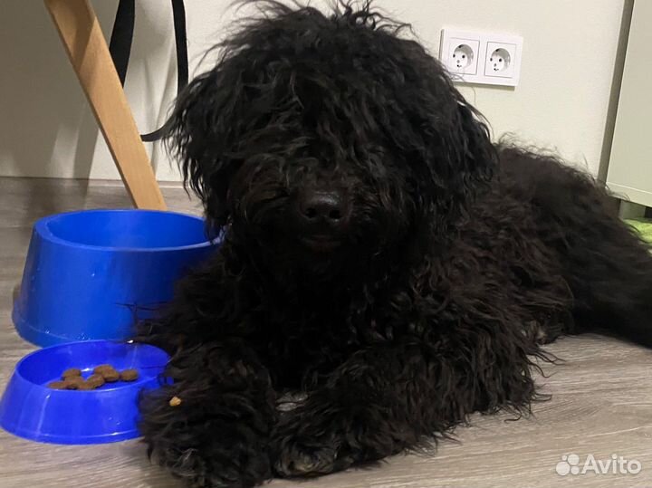 Дредовые охранники пули И комондор