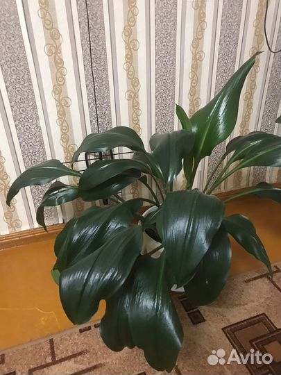 Комнатные растения цветы большие