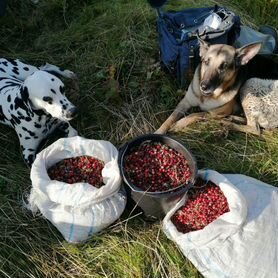 Клюква свежая