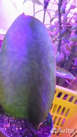 Сансевиерия Масониана