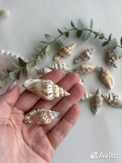 Ракушки средний размер