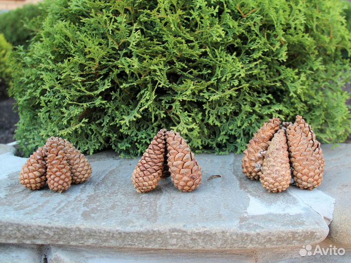 Шишки разных размеров