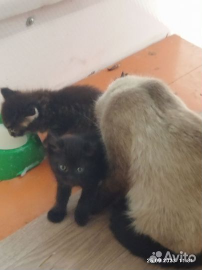 Котята в добрые руки