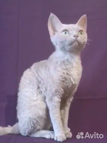 Девон-рекс кошка