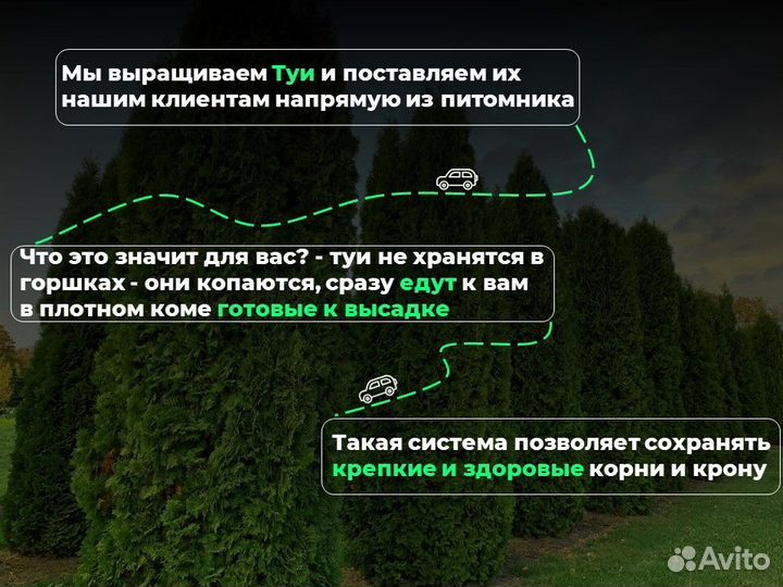 Туя смарагд 1 м свежая копка 2023