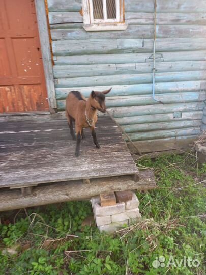 Коза Чешская 100%