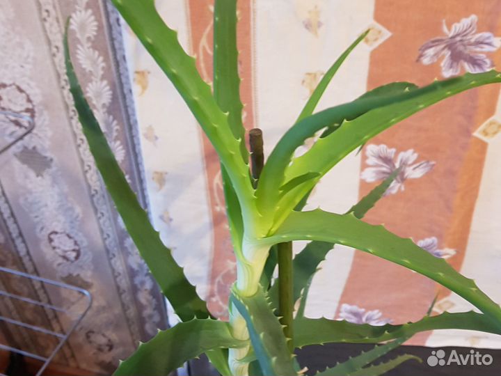 Алоэ лечебный