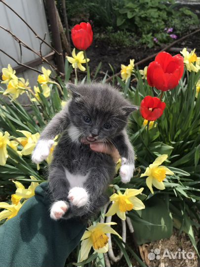 Кошечка