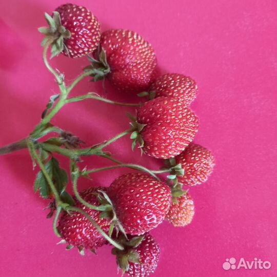 Саженцы малины, вишни,смородины,крыжовника