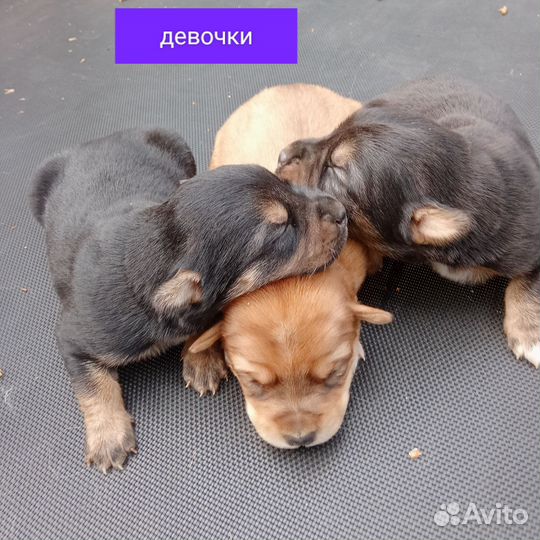 Щенок в самые добрые руки