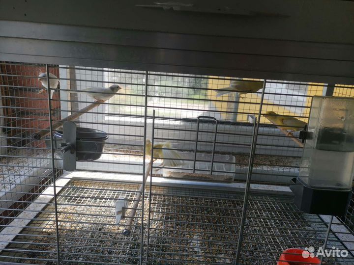 Кенары и канарейки